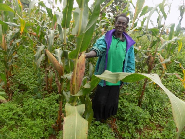 Drought tolerant maize varieties give farmers a lifeline – sciencenowMag