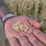 We can produce much of our wheat needs