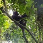 Global experts advise on how Africa can secure a larger share of carbon market